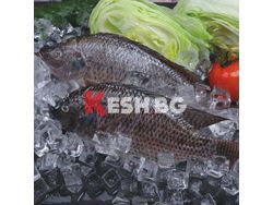 Продаваме риба тилапия- екологично отглеждана и 100 % ГМО чиста 