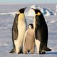 36-годишен пингвин- най-възрастният в света 