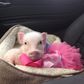 Мини прасенца стават домашни любимци