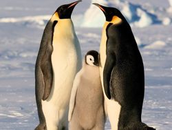 36-годишен пингвин- най-възрастният в света 