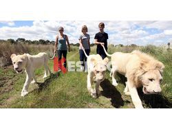 С лъвове на разходка