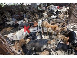 Китай излиза с забрана за убиването на кучета и котки за храна